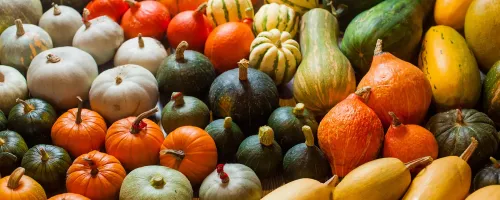 Thanksgiving Squashes