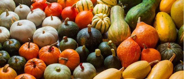 Thanksgiving Squashes