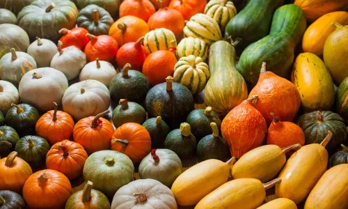 Thanksgiving Squashes